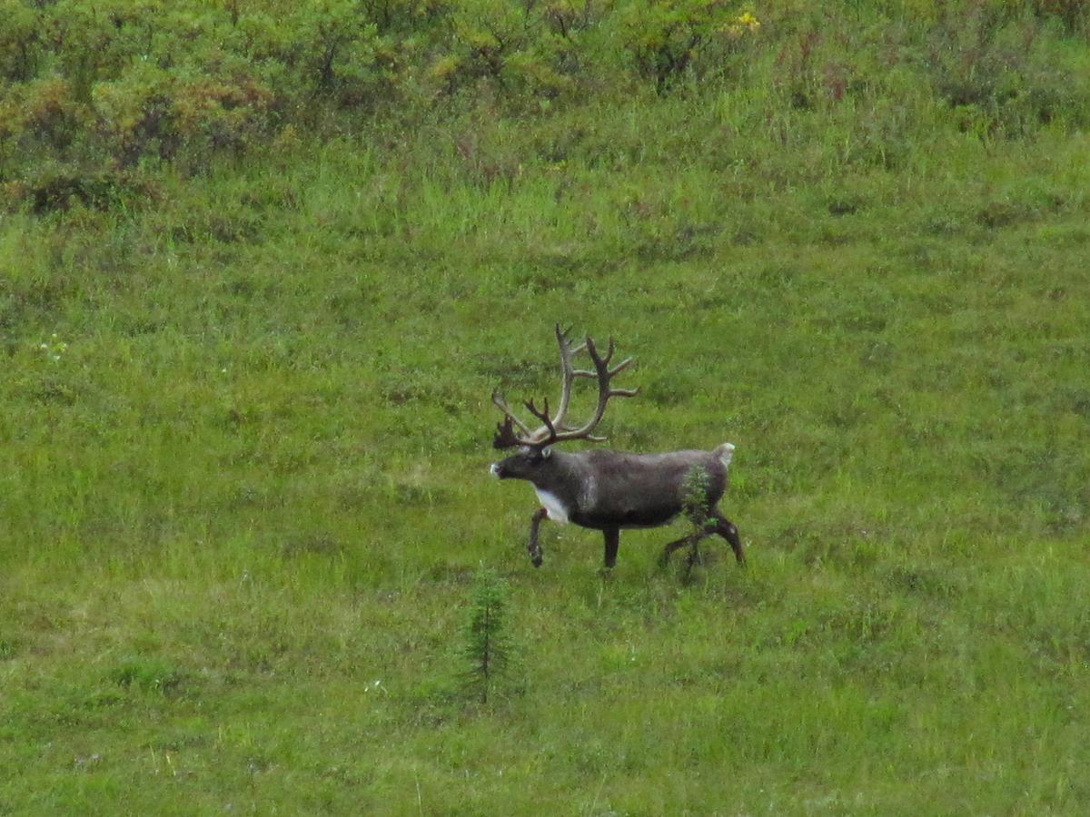 Caribou Lodge Alaska Talkeetna Kültér fotó