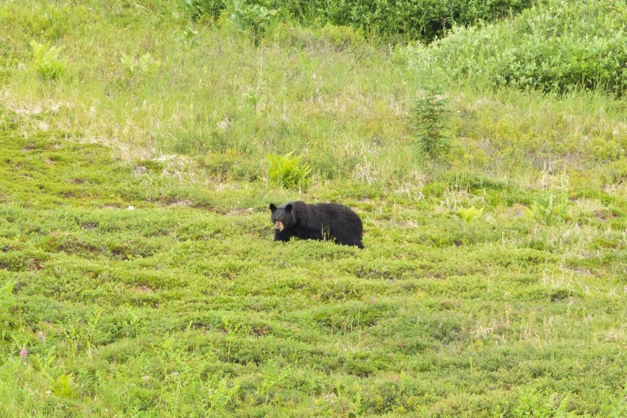Caribou Lodge Alaska Talkeetna Kültér fotó