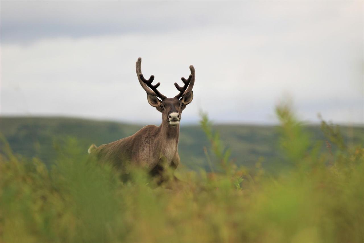 Caribou Lodge Alaska Talkeetna Kültér fotó